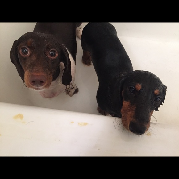 Meet your Posher, Jason - Picture 1 of 1